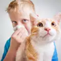 Как да почистим миризмата от котешка урина