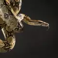 Какво значи да сънуваш змия?