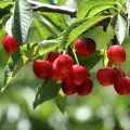 Червените плодове зареждат с антиоксиданти