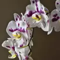 Стайни растения за енергийна защита