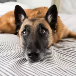 Какво означава да сънуваш куче?