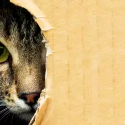 Знаете ли какво значи да сънуваш котка?