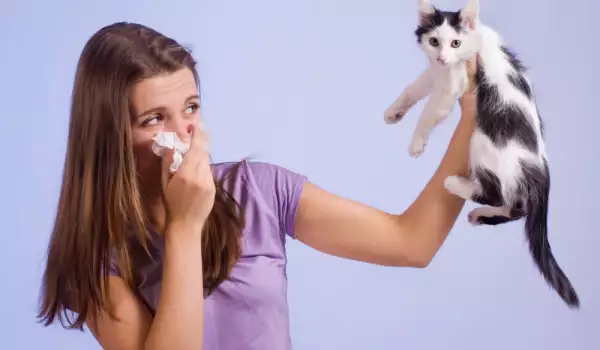 Алергия към котки