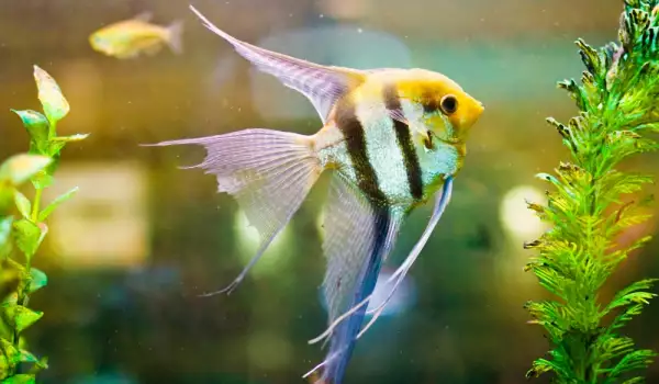 Колко живеят аквариумните рибки?