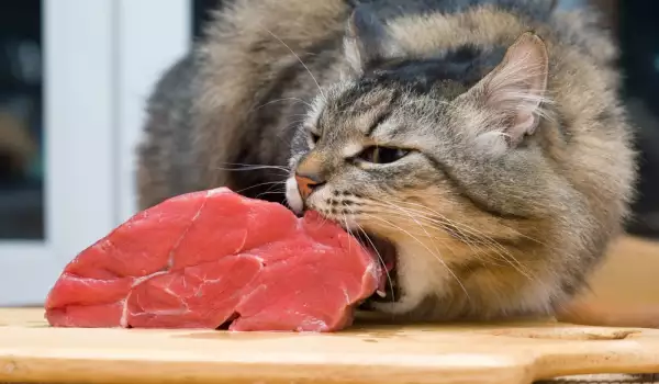Котка и месо