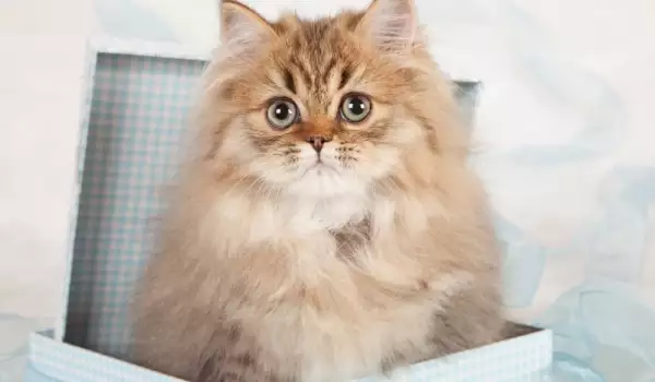 Персийска котка