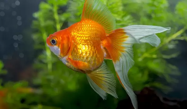 Неправилно отглеждане на златните рибки