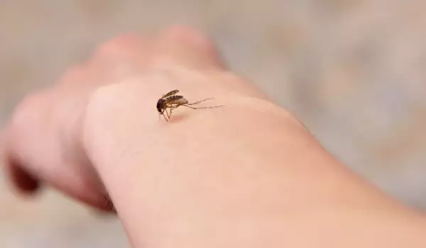 Как да предпазим дома от комарите