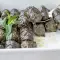 Лозови сарми с ориз и маслини