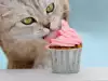 Списък на забранените храни за котки